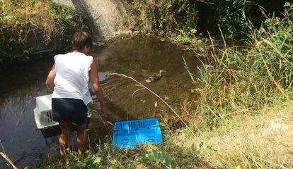 Après ses petits, la cane est relâchée aux Viennes