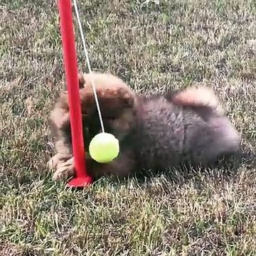 Quand une balle de tennis rend dingue une chienne, voici ce que ça donne !
