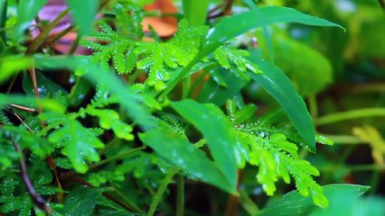 Kerala Monsoon | Best time to visit kerala | Kerala is amazing