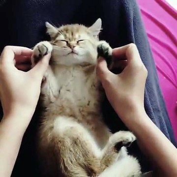 Ce chaton ensommeillé se fait étirer les pattes. Trop mimi !