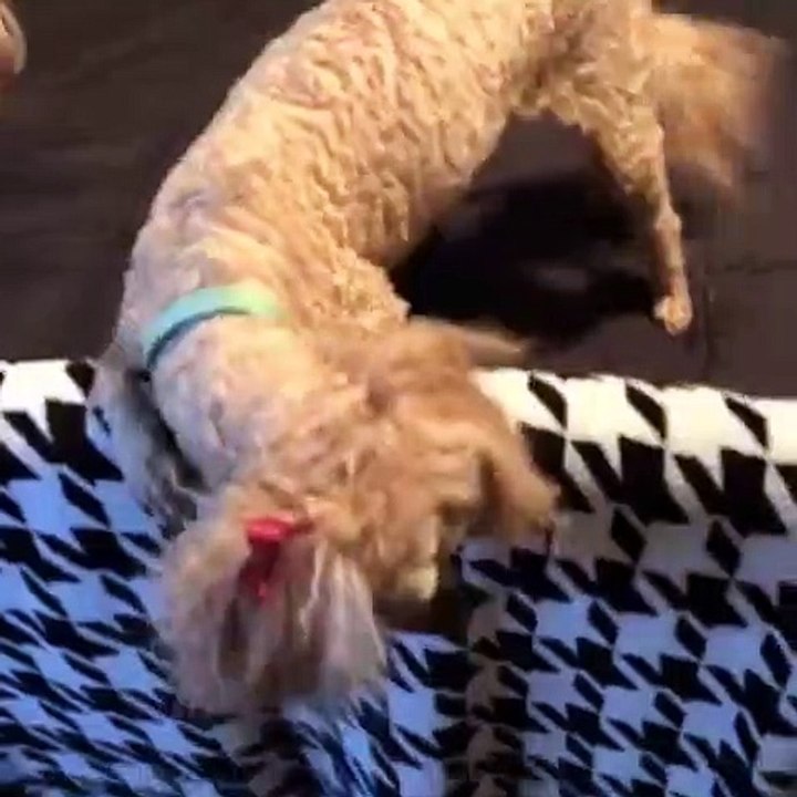 Un caniche miniature adore jouer avec sa balle. Trop chou !