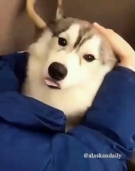 Ce sublime chien adore passer du temps avec sa maîtresse. Cute !