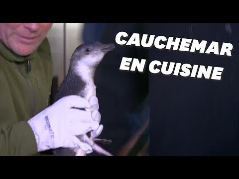 En Nouvelle-Zélande, des manchots perdus dans un restaurant de sushis