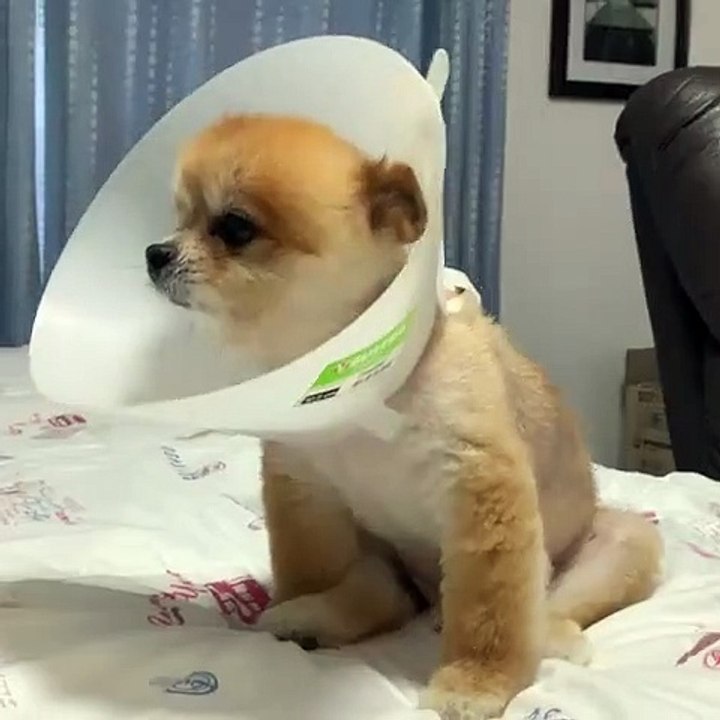 Quand un mignon chiot poméranien se retrouve coincé dans un casque. Hilarant !
