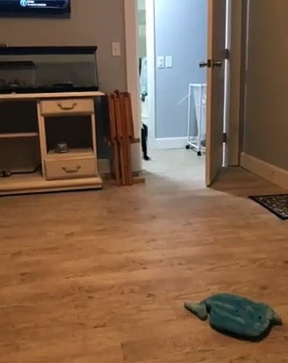 Ce chien vole une sandale et le met dans sa cage. Trop marrant !