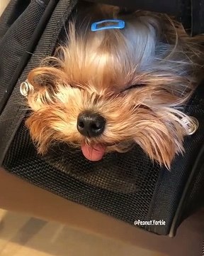 Cette chienne Yorkshire est splendide. Admirez son élégance !