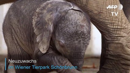 Neuzuwachs im Tierpark Schönbrunn in Wien