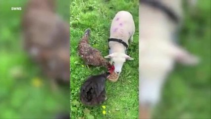 Lamb learns to walk again