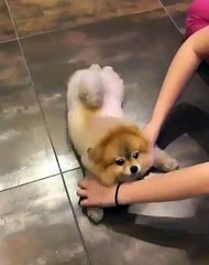 Ce poméranien se prend pour une tortue. Trop marrant !