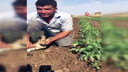 Tarlada yakaladıkları tavşanı sevip doğaya bıraktılar