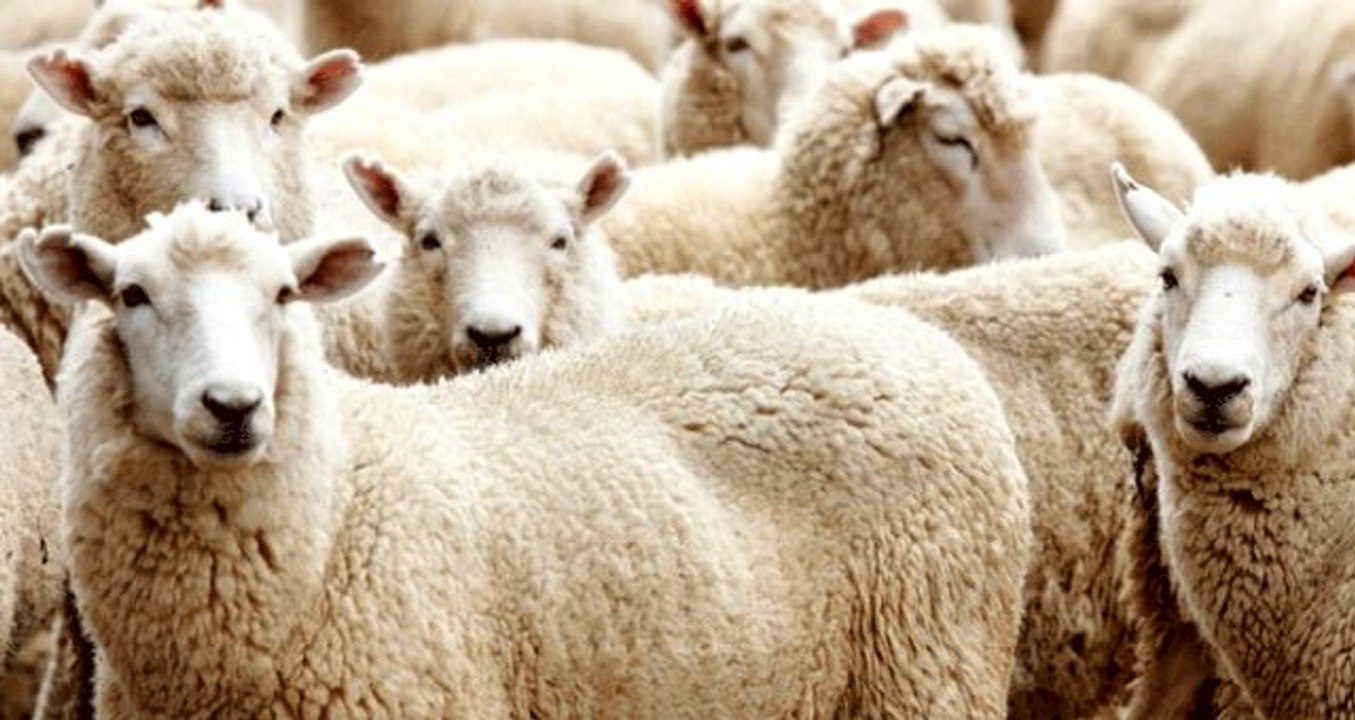 Kurban Bayramı ne zaman kutlanacak? 2019'da Kurban Bayramı tatili kaç gün, 9 gün mü olacak?