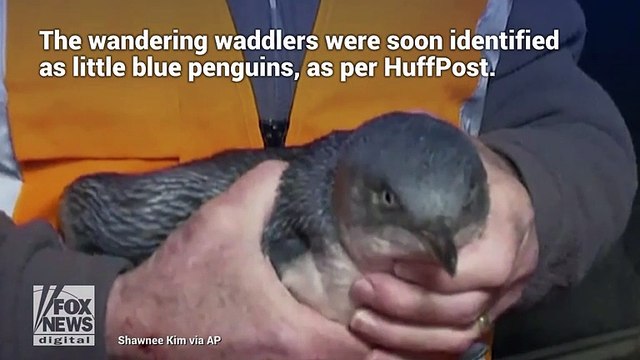 Des policiers arrêtent des manchots dans un restaurant de sushis