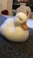 Adorable Duck Dozing Off