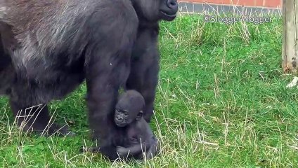 Regardez comment cette maman gorille transporte son bébé... Adorable
