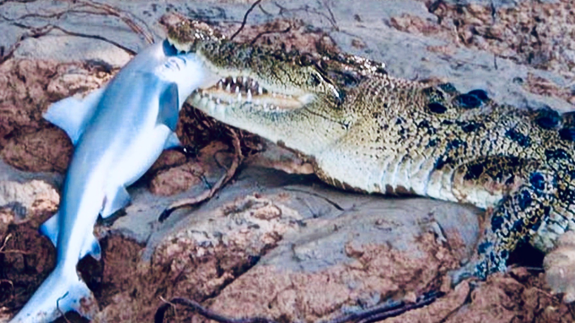 Saltwater Crocodile Eating Shark