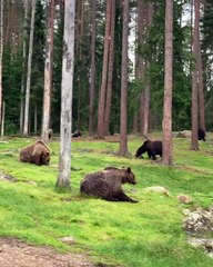 A Bunch of Brown Bears