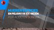 Mueren especies en peligro de extinción por ácido en Sonora