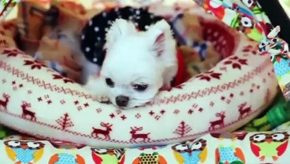 동안출장안마 -후불100%ョØ7ØS7301S9649｛카톡LA25｝ 동안전지역출장안마 동안오피걸 동안출장마사지 동안안마 동안출장마사지 동안콜걸샵абв