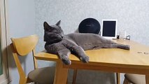 [Cat]식탁위에 누운 고양이 산이