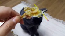 [Cat]오징어가 먹고싶은 고양이 산이