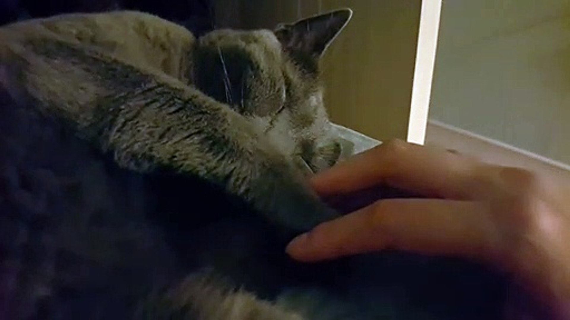 [Cat]Cute sleeping cat