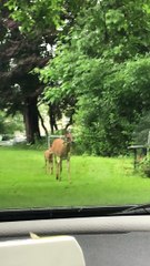 Big deer and cute baby fawn