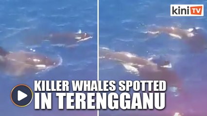 Killer whales spotted in Terengganu waters for the first time in history