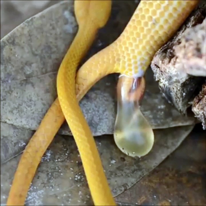 Birth of a coconut snake from Mayotte.