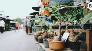 JJ Plant and Flower Market is an oasis for green thumbs in the heart of Bangkok