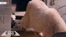 This Polar Bear Cub Is The Cutest Thing You'll See Today