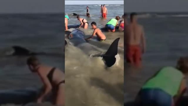 Cerca de 50 ballenas quedan varadas en la isla de Saint Simons (EEUU)