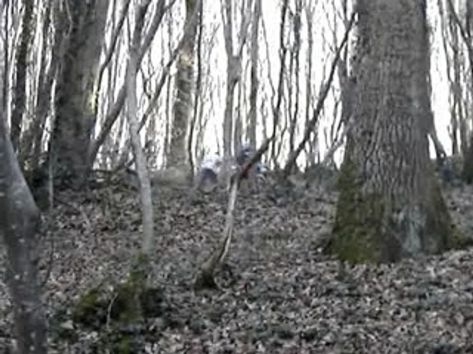 La montée démentielle