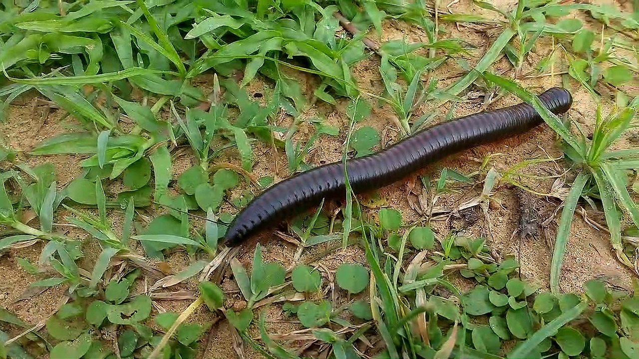 millipede video.