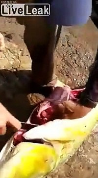 Une canette de bière dans un poisson ? Ce pêcheur l'a-t-il trouvée ou placée..