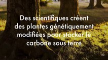 Des scientifiques créent des plantes génétiquement modifiées pour stocker le carbone sous terre