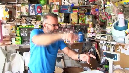Yuvasından Düşen Karga Yavrusu ‘Abdi’yi 3 Aydır Elleriyle Besliyor