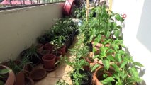 Evinin Balkonunda Organik Sebze Yetiştiriyor