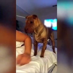 Dog Wants to Cuddle in Bed With Owner