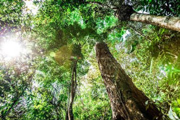 Trois militaires français meurent "accidentellement" en Guyane