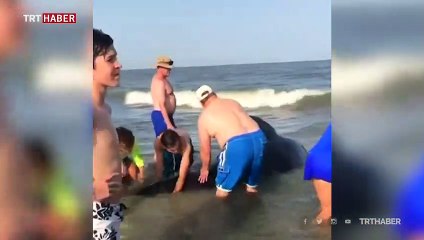 Balina kurtarma operasyonu böyle görüntülendi