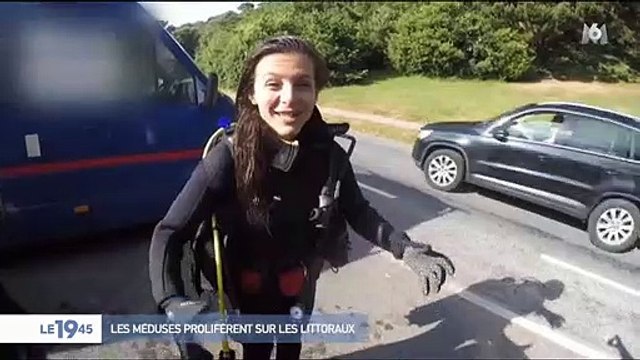 Les scientifiques mettent en garde contre la pollution et la surpêche qui accélèrent la prolifération des méduses dans les océans