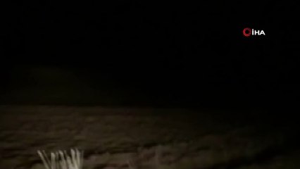 Sivas’ta nesli tükenmekte olan vaşak görüntülendi