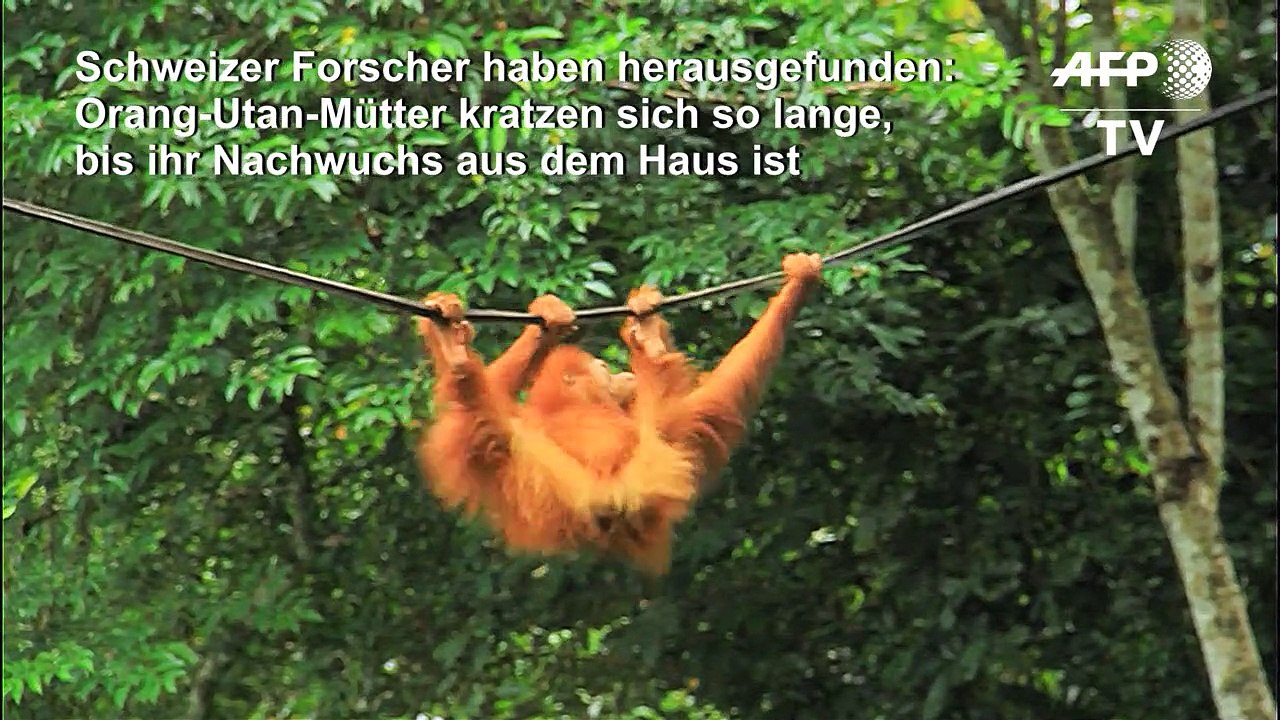 Orang-Utan-Mütter kratzen zum Aufbruch