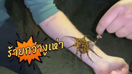 ใจนายมันได้ !! หนุ่มลองดี ขอเล่นหมึกบลูริง ที่มีพิษที่ฆ่า 26 คนได้ใน 2-3 นาที