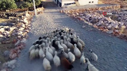 Diyarbakırlı besiciler kurbanlık hazırlıklarına devam ediyor