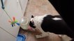 Dog Tries to Catch Laser Pointer Dot in His Water Dish