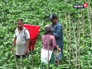 VIDEO: यहां जाने, क्यों और कैसे कैप्सिकम का शिमला मिर्च नाम पड़ा?