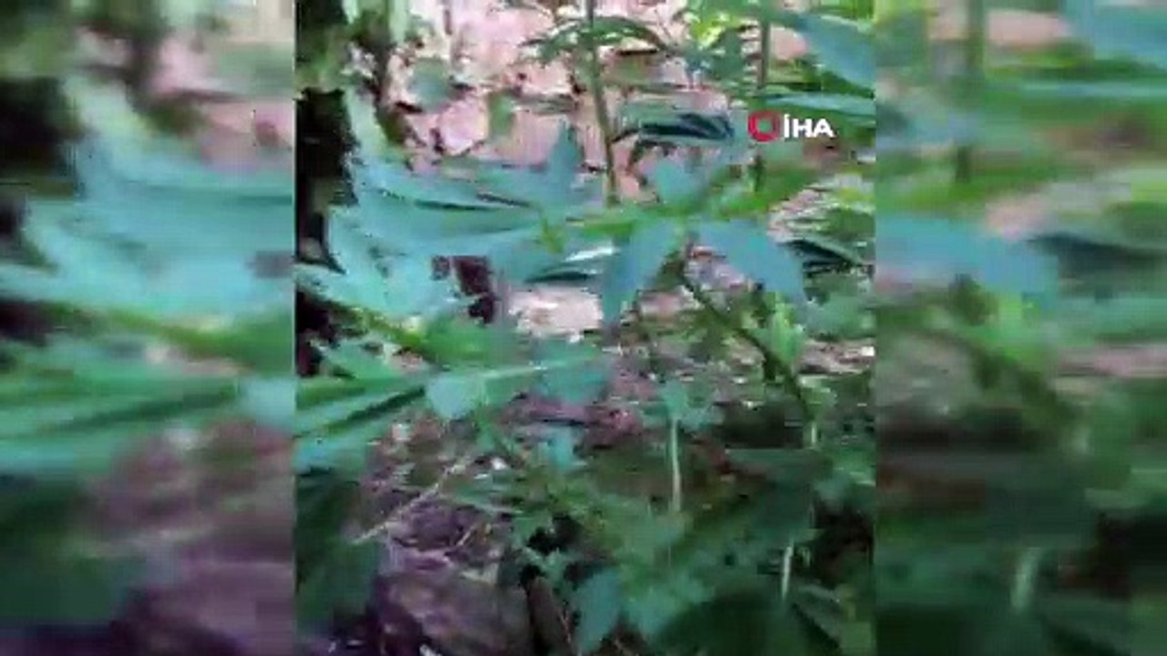 Evinnin bahçesinde hint keneviri yetiştiren şahıs gözaltına alındı