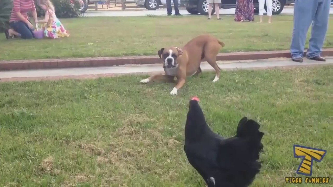 Virals Videos -  FUNNY VIDEOS #1