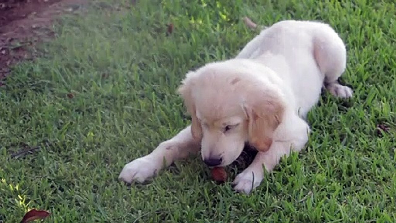 My Puppy nibbling in the garden!